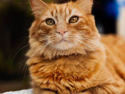 Close up of eyes resting during a relaxation session